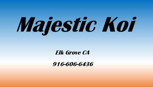 Majestic Koi Card